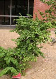 Image result for Bauhinia bowkeri