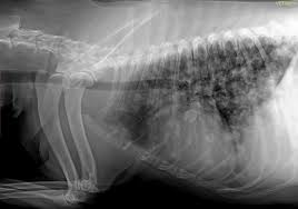 When metastatic cancer spreads to the bones, the primary symptoms may be hesitancy to walk around or climb stairs, or anything that would cause pain to. Oncology Vetnemo En