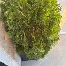 Image result for thuja drying out dead dried symptoms)