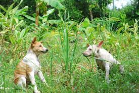 Is Lemongrass Safe For Dogs What To Know Ollie Blog