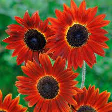 Helianthus annuus, the common sunflower, is a large annual forb of the genus helianthus grown as a crop for its edible oil and edible fruits. Bunga Bunga Hiasan Malam Matahari Merah Coklat 50 Biji Helianthus Annuus Benih Garden Seeds Market Penghantaran Percuma