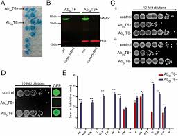 Image result for Striga baumannii