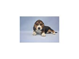 Have just exactly what you have been looking for as an. Beagle Dog Female Black Tan And White 2213617 Petland Jacksonville Florida