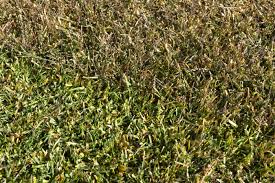 西洋芝（ケンタッキーブルーグラス）の育て方｜住友化学園芸