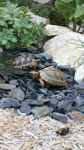Nos Tortues Tortoises Tortoise Turtle Habitat