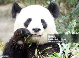 Image result for Pandiaka