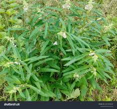Image result for Sesamum radiatum