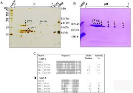 Image result for Rhynchosia sublobata