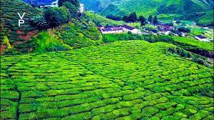 கேமரன் மலை) is a district in pahang, malaysia, occupying an the cameron highlands were named after william cameron, a british explorer and geologist 4 who was commissioned by the then colonial. Cameron Highlands Malaysia Youtube