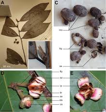 Image result for Polyceratocarpus gossweileri