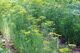 The feathery leaves are harvested to use as an herb. How To Plant And Grow Dill Gardener S Path