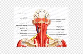 The rotation function takes the head into the opposite side to which this neck and shoulder muscle is located. Aponeurosis Posterior Triangle Of The Neck Nerve Muscle Neck Muscle Text Hand Head Png Pngwing