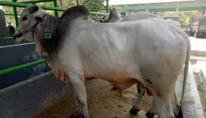 Fapet Ugm Gelar Kontes Ternak Kambing Pe Dan Sapi Potong Universitas Gadjah Mada
