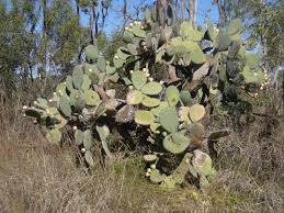 4 responses to wild cactus (1993). Opuntioid Cacti Department Of Primary Industries Parks Water And Environment Tasmania