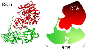 Image result for Ricin