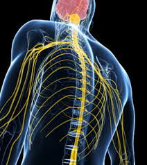 Peripheral nervous system (pns)—all neural tissue outside the central nervous system. What Is The Nervous System Kiwi Kids News