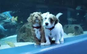 Our store also offers grooming, training, adoptions, veterinary and together with petsmart charities, we help save over 1,500 pets every day through adoption. Watch Two Rescue Puppies Explore The Georgia Aquarium Michigan Humane