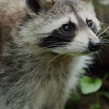 Our services are all environmentally safe, because we are concerned about and dedicated to taking care. Bug Extermination D Bugger Pest Control Mahopac Ny