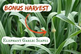 Elephant Garlic Scapes Picking Freezing Impact On Garlic Harvest Harvesting Garlic Garlic Scapes Growing Vegetables