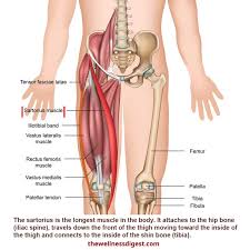 On the anterior side, the most prominent of the muscles are the sartorius muscle and the four muscles that make up quadriceps muscle group (the quads.) Sartorius Muscle Hip Upper Thigh And Knee Pain The Wellness Digest