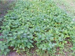 Image result for Vigna unguiculata