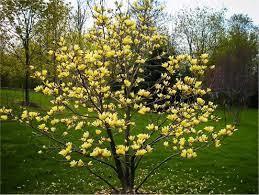 North america has more than 50 species of warblers, but few combine brilliant color and easy viewing quite like the yellow warbler. Magnolia Yellow Bird Tulip Tree Standard Special Deals Garden Plants