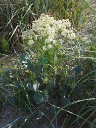 Image result for Crambe kilimandscharica