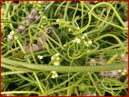 Image result for Cassytha