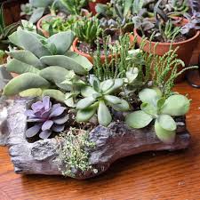Cactus and succulents enjoy tremendous popularity in the world of garden designs and even outside a piece of driftwood is hollowed to make a beautiful succulent planter. How To Easily Create Driftwood Planters At Home Diy Succulent City