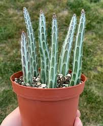 Image result for Senecio pachyrhizus