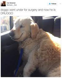 Doggo S Transformation Funny Animal Pictures Dog Memes Cute Funny Animals