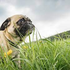 Why Do Dogs Eat Grass