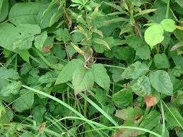 Our customers tell us they still use it in the laundry, and as a general cleaner for floors, tubs and showers, or dissolved in water as a spray insecticide in the garden; Fels Naptha Soap Poison Ivy Poison Oak And Sumac Preparedness Advice