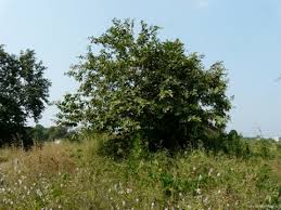 Image result for Bridelia