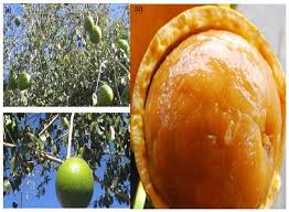 Image result for Strychnos innocua