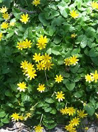 Weeds are classified as summer annuals, winter annuals, biennials, and perennials. It S Pretty But Invasive Get Rid Of Lesser Celandine Buffalo Niagaragardening Com