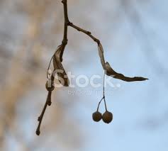 From the bark of the tree the fibers were extracted and were used to support the grape wine or the fruit trees. Linden Tree Seed Stock Photos Freeimages Com