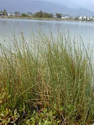 Image result for Cyperus laevigatus