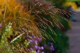 Image result for Panicum infestum