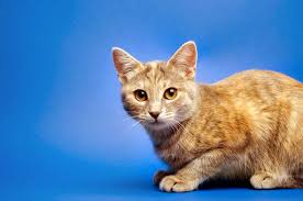 We did not find results for: Why Do Male Cats Spray And How Can You Get Them To Stop Findersfree Com
