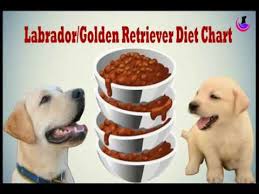 Labrador Golden Retriever Diet Chart In Hindi Doggal Com