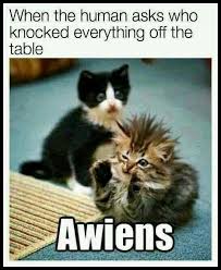 Howledge Ultimate Guide On How Tos Funny Animal Memes Cute Funny Animals Funny Animals