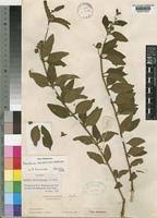 Image result for Lantana ukambensis