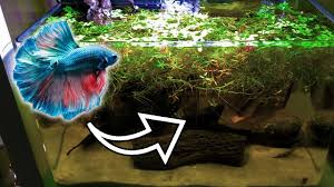 Best place to buy healthy betta fish online. Healthy Blackwater Betta Fish Tank You Suck At Fish Tanks Youtube