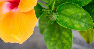 You will learn how to bring your hibiscus plant back hibiscus diseases and pests. 7 Reasons For Hibiscus Leaves Turning Yellow Details