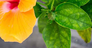 They do not usually tolerate fall division or transplanting. 7 Reasons For Hibiscus Leaves Turning Yellow Details