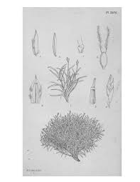 Image result for Monadenium filiforme