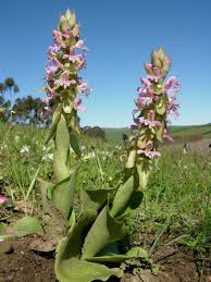 Image result for Satyrium sceptrum