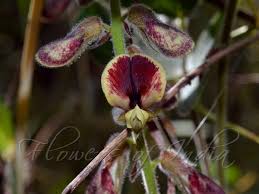 Image result for Rhynchosia mannii