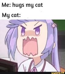 Me Hugs Mg Cat Mg Cat Ifunny Anime Memes Funny Dank Anime Memes Funny Animal Memes